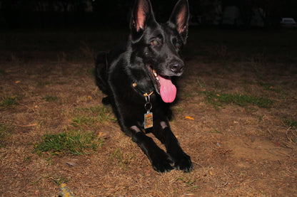 "NOVO" IZGUBLJENA ŠAPICA PRIVEZAK – DIGITALNA LIČNA KARTA ZA LJUBIMCE, SA PODACIMA VLASNIKA