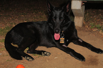 "NOVO" IZGUBLJENA ŠAPICA PRIVEZAK – DIGITALNA LIČNA KARTA ZA LJUBIMCE, SA PODACIMA VLASNIKA